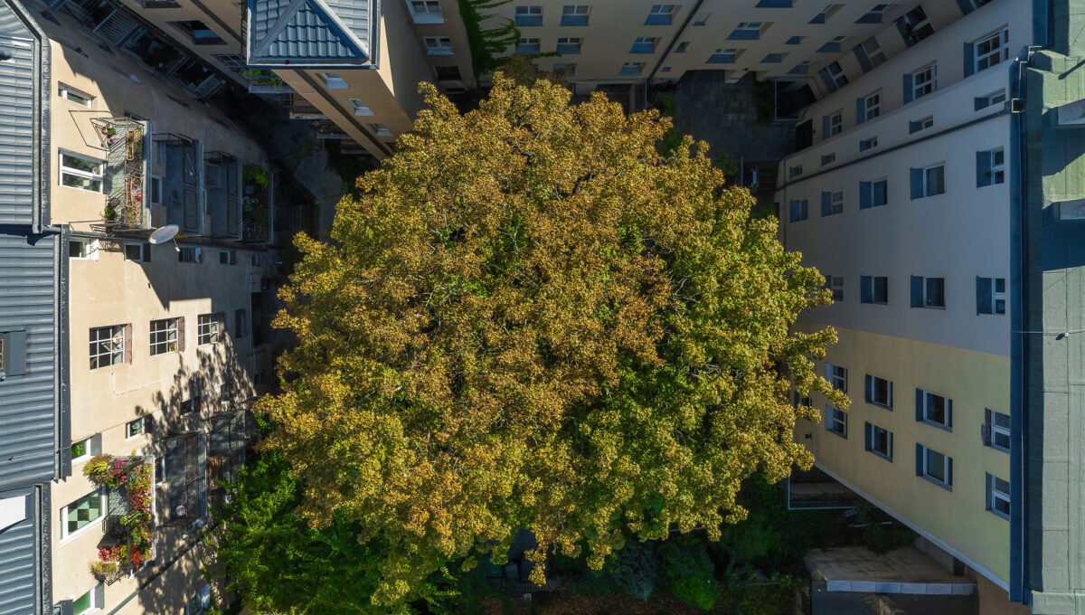 42-Wawrzyniaka-27-lok-8